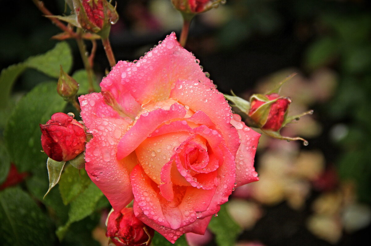 Beautiful rose in the garden... - Александр Герасенков