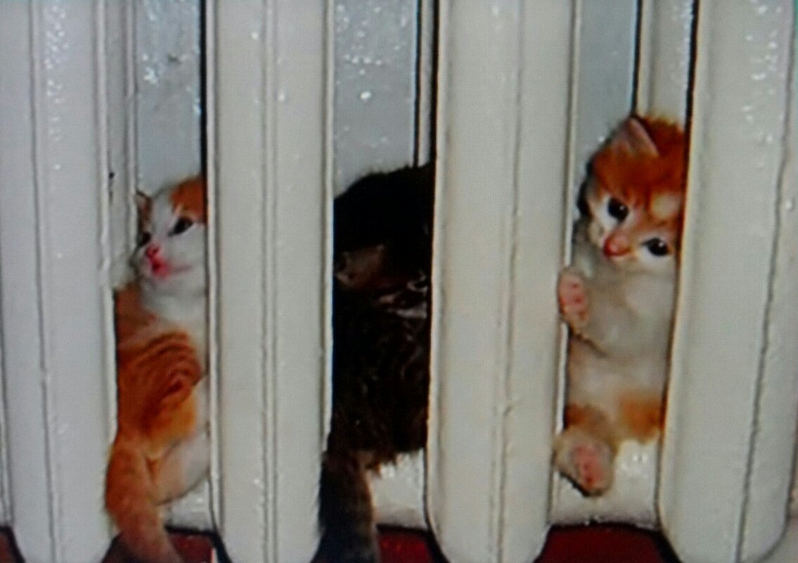 Три кота - Виктор  /  Victor Соболенко  /  Sobolenko