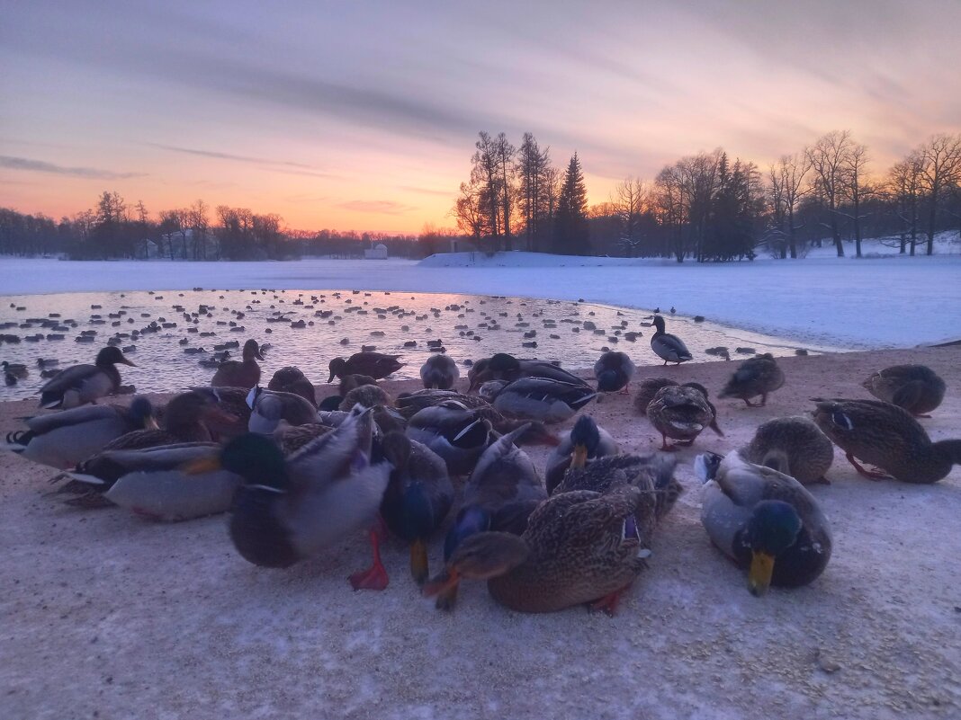 Утки - Сапсан 