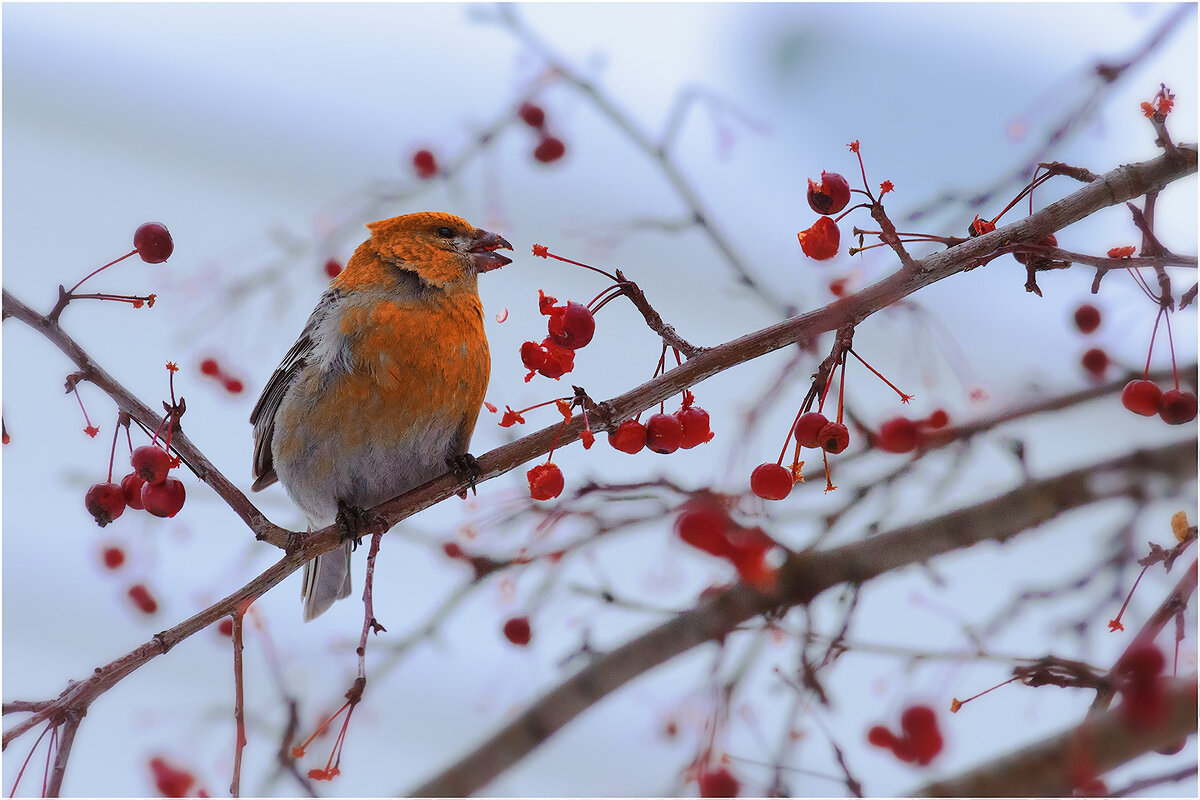 Дегустатор - Валентин Котляров