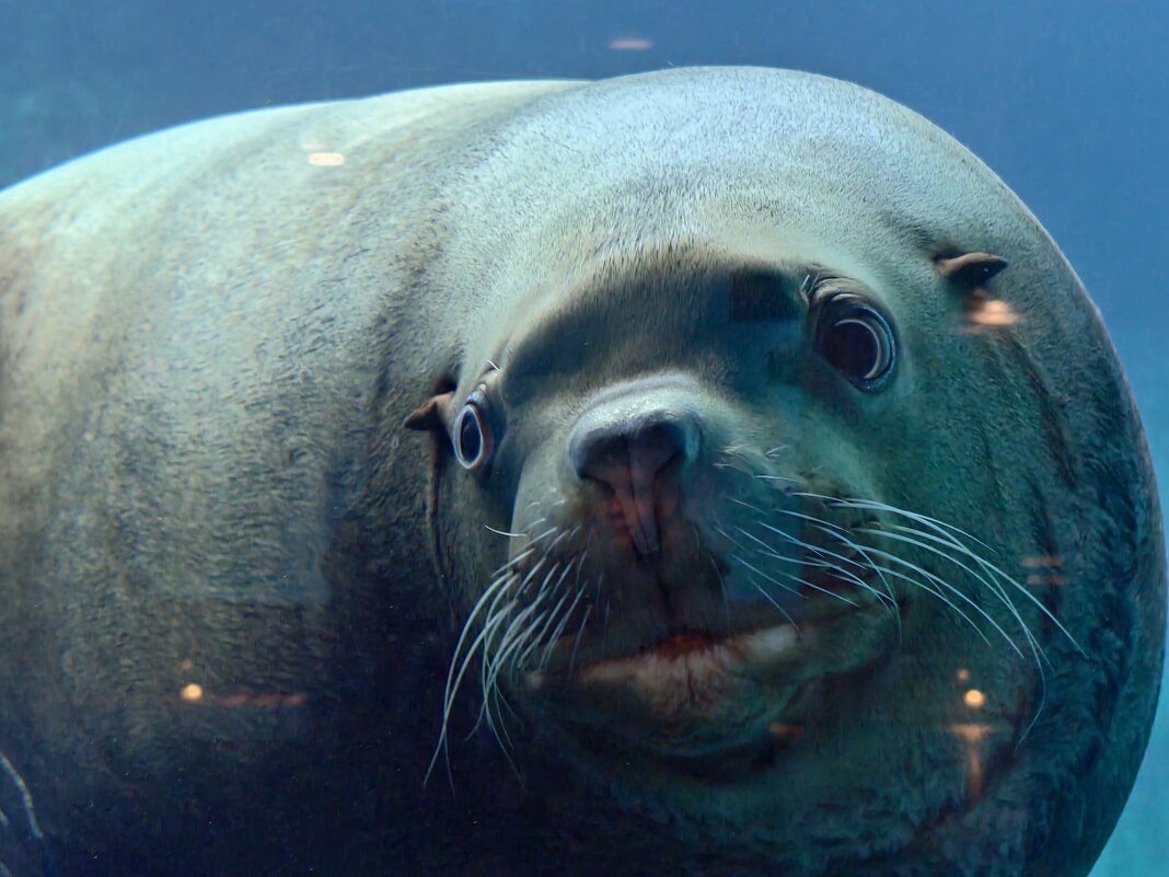 Сивуч - <<< Наташа >>> Сивуч - <<< Наташа >>>