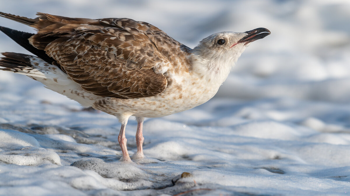 На морском берегу. Чайки - Владимир Лазарев На морском берегу. Чайки - Владимир Лазарев