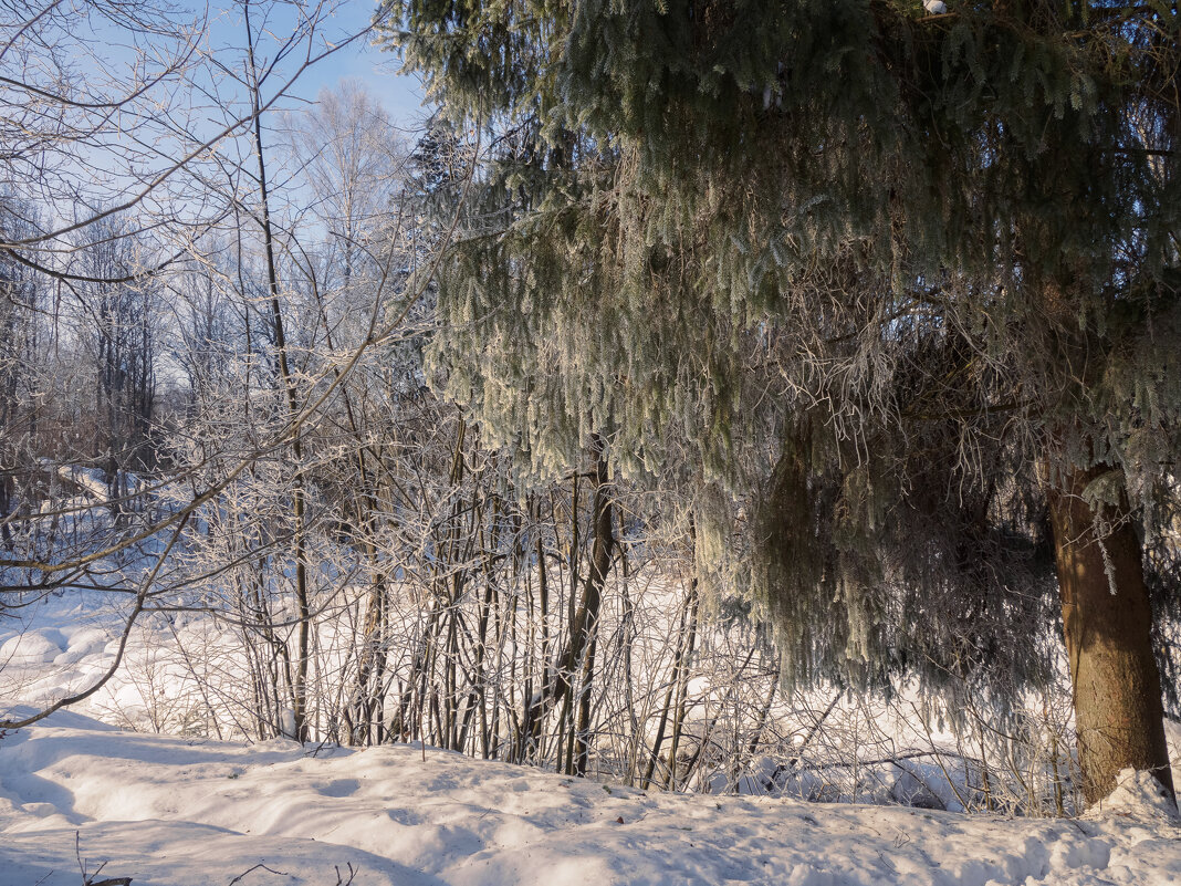 Седая ель. - Николай 