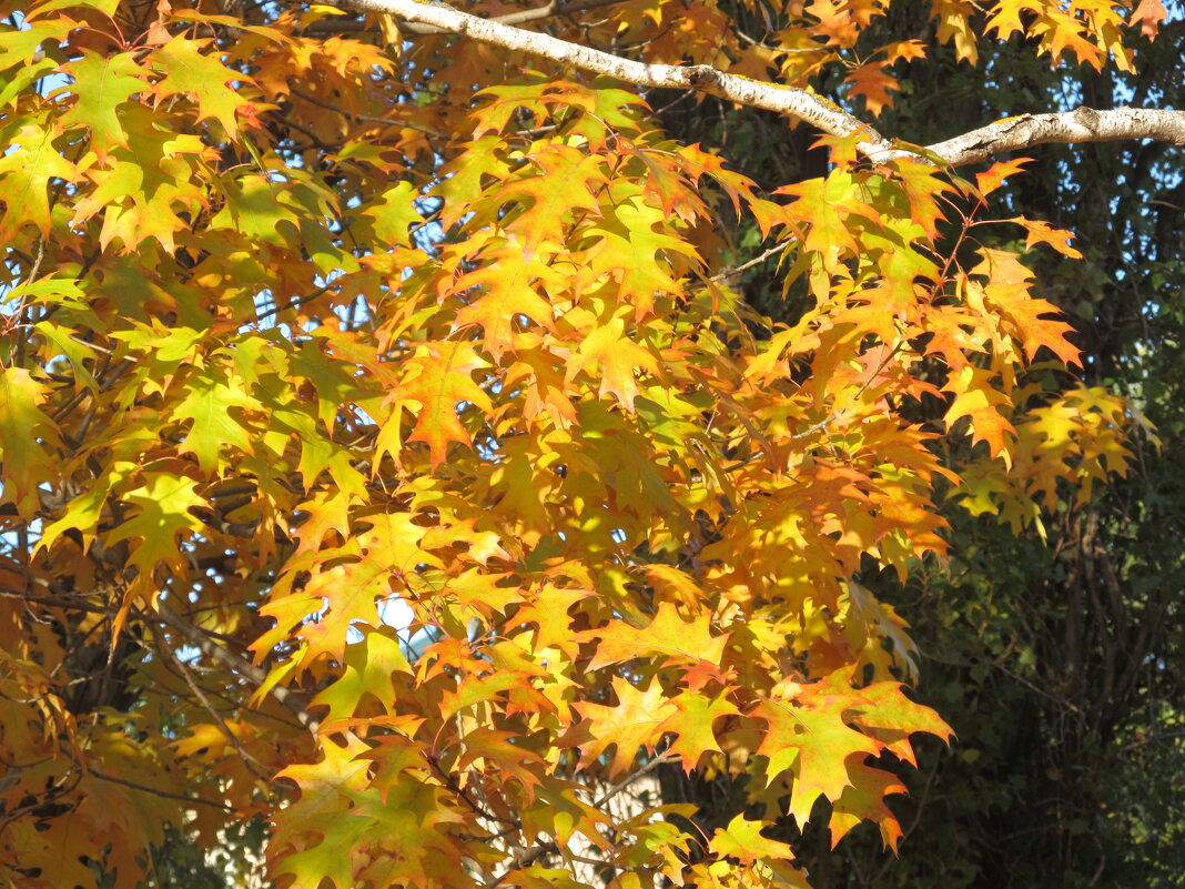 распустила осень косы золотые - Елена Шаламова