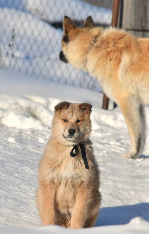 Двое на снегу - Сергей Шаврин