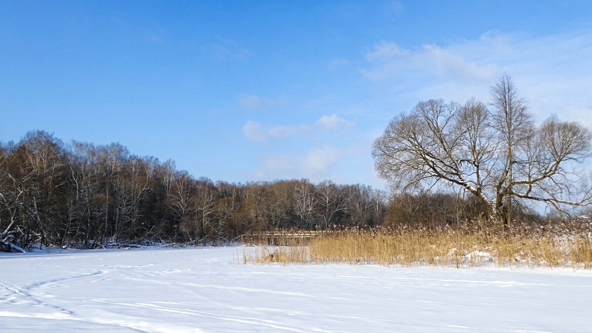 Природа в ожидании весны. - Милешкин Владимир Алексеевич 