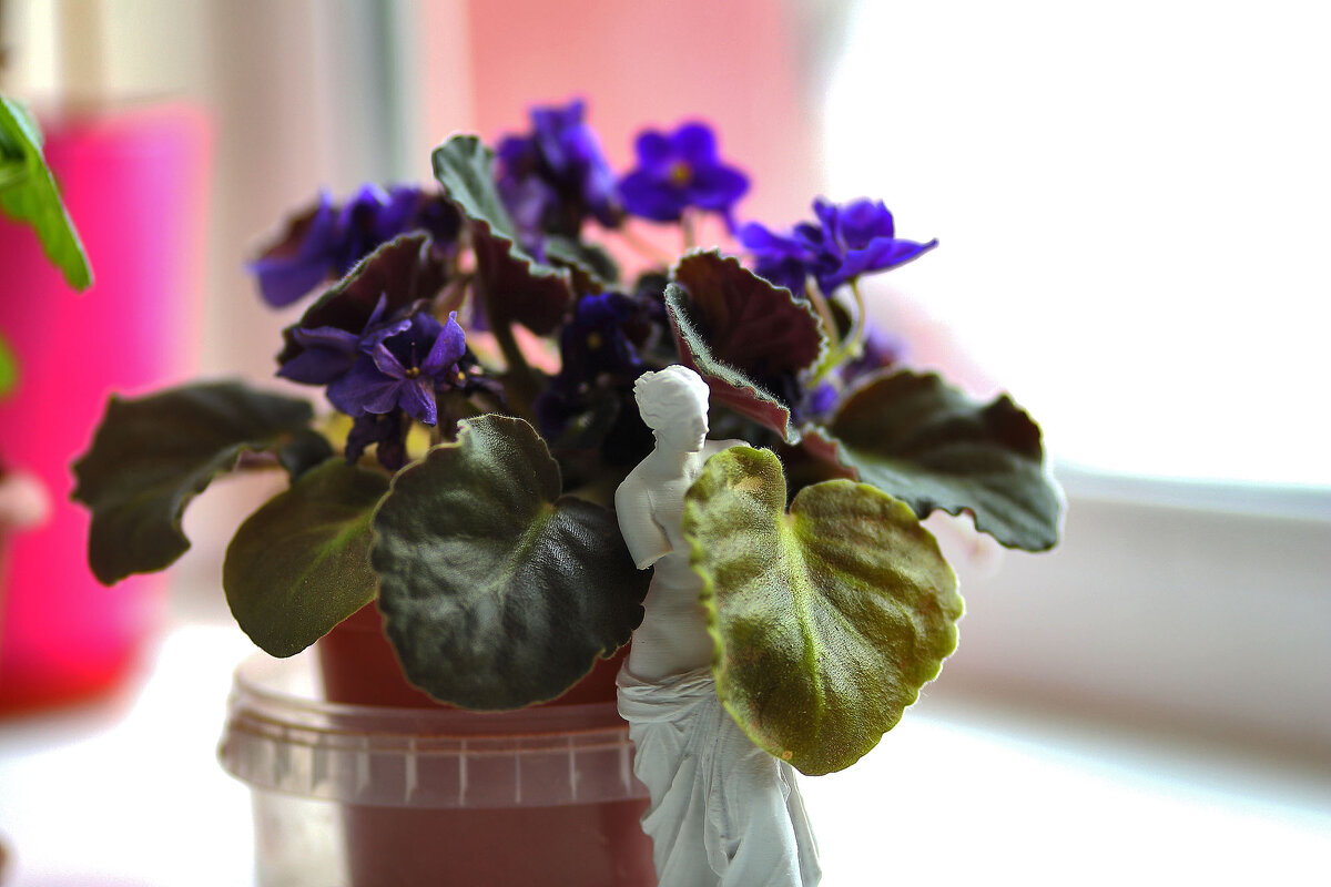 Фиалки и Венера - Юрий Гайворонскiий