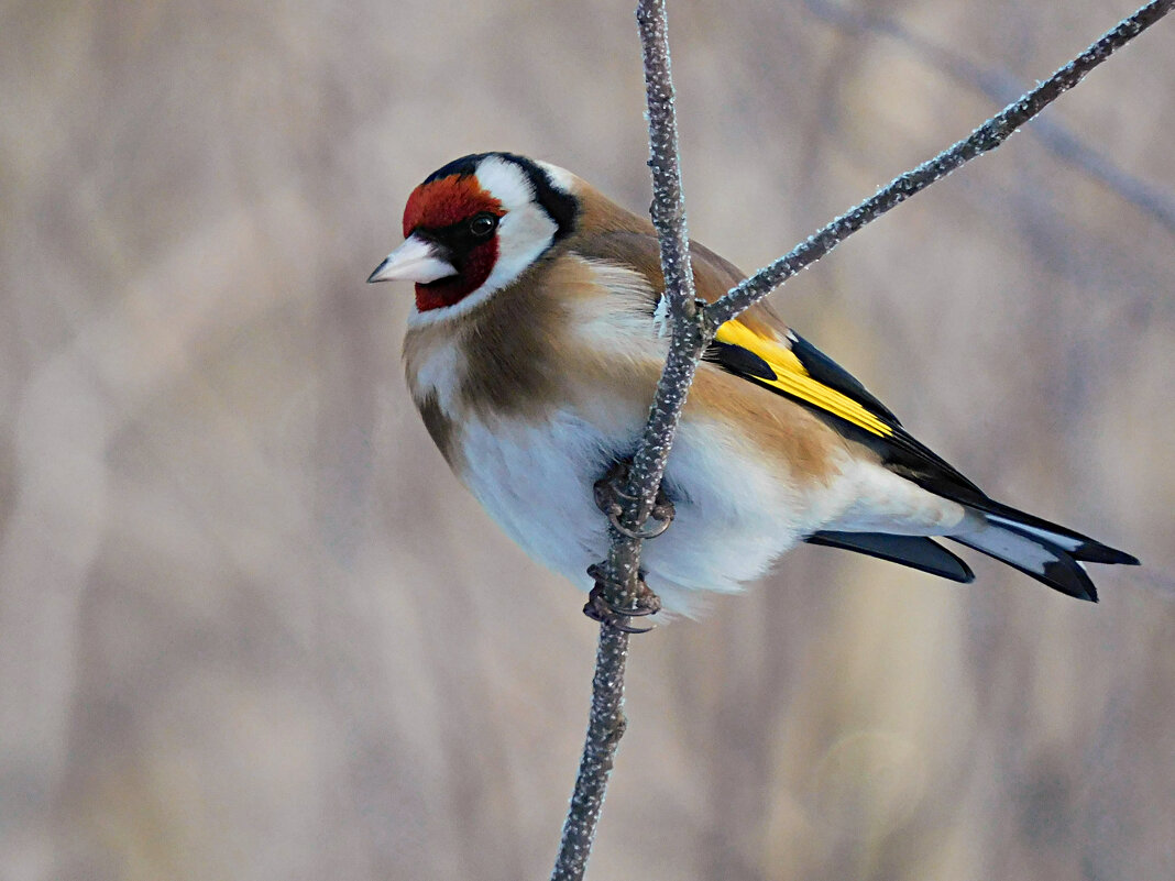 Щегол - Лина 