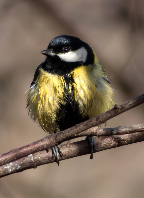 Синица. - Александр. AVG100 ---