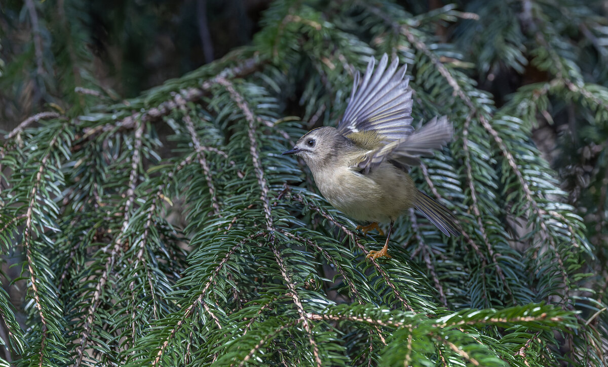 желтоголовый королек. - юрий макаров