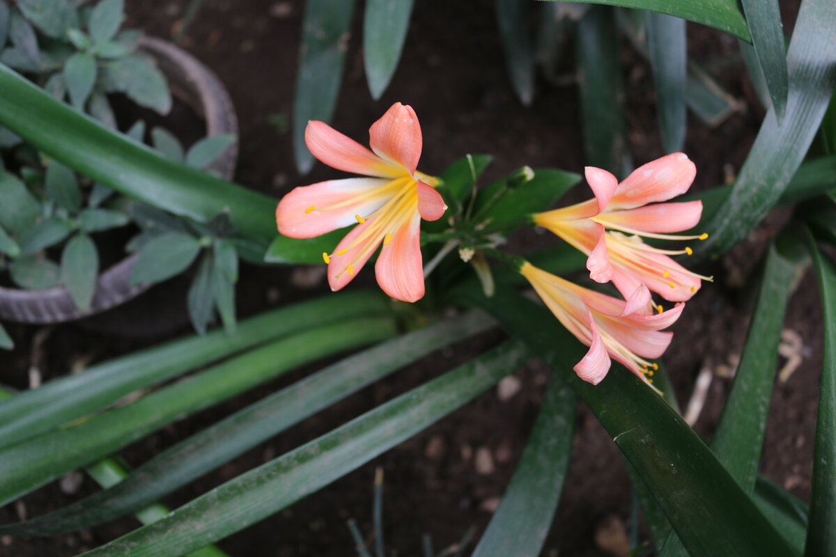 В ботаническом саду - Ольга 