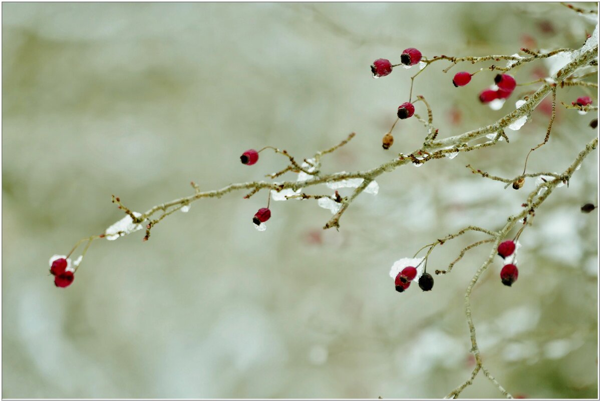 ЭТЮД... - Elvira E. 