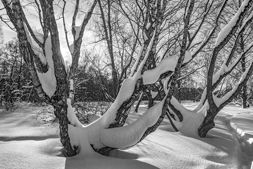 Зима в Ботаническом - Владимир Нефедов