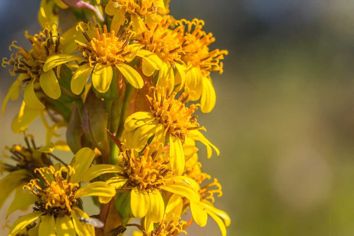 Краски лета. - Алексей Трухин
