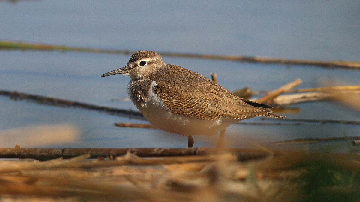 Перевозчик - Георгий Бондаренко