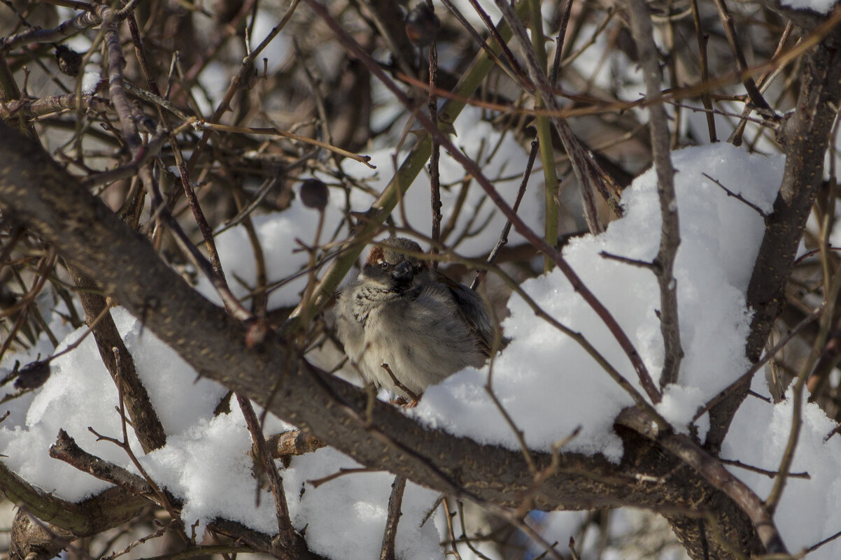 Воробей - Тамара Федорова