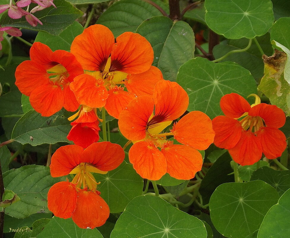 Настурция - Freddy 97