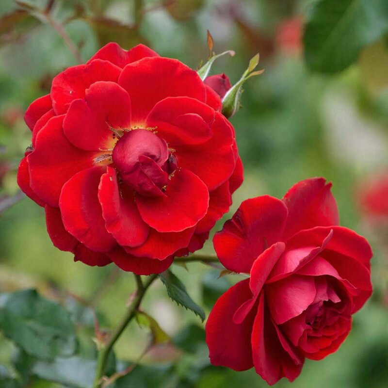 розы - МАРИЯ ПОПОВА