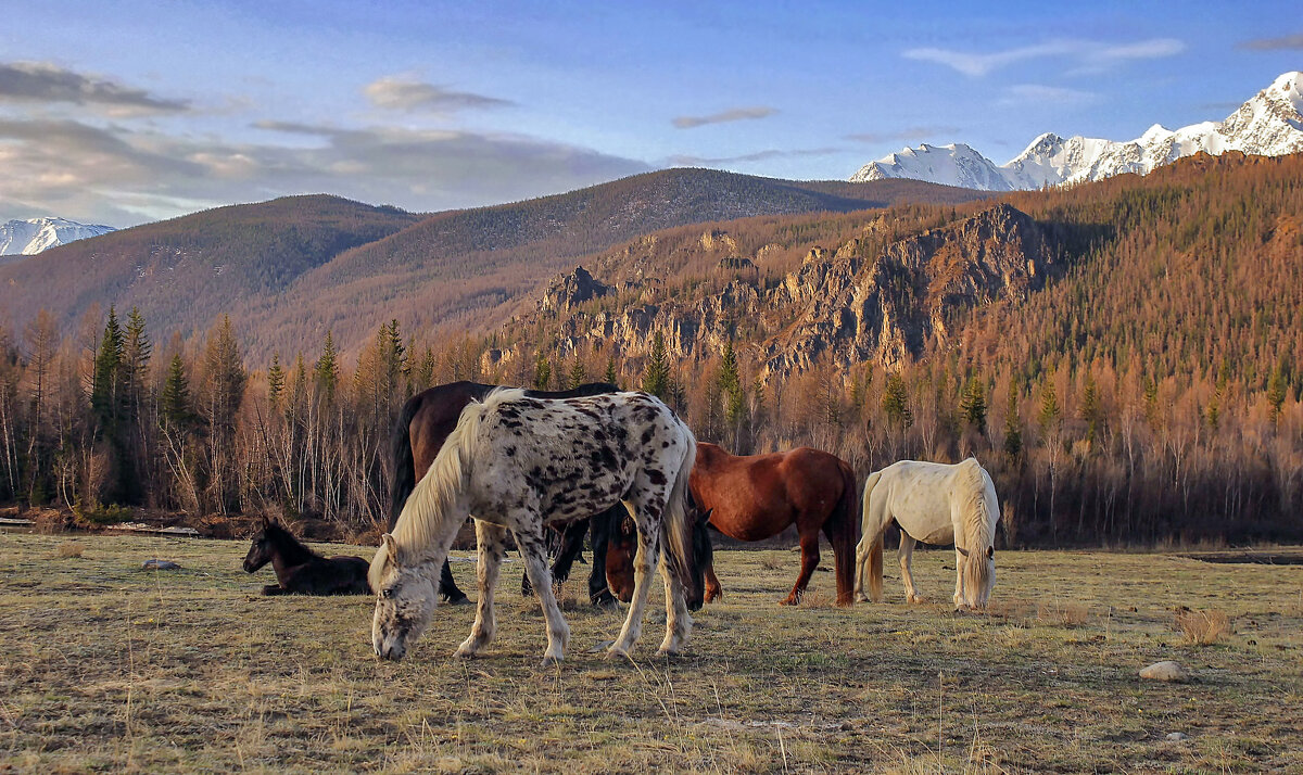 На воле - елена беликова