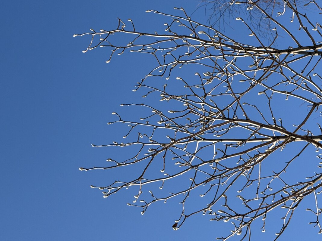 Весна уже близко! - Pippa 