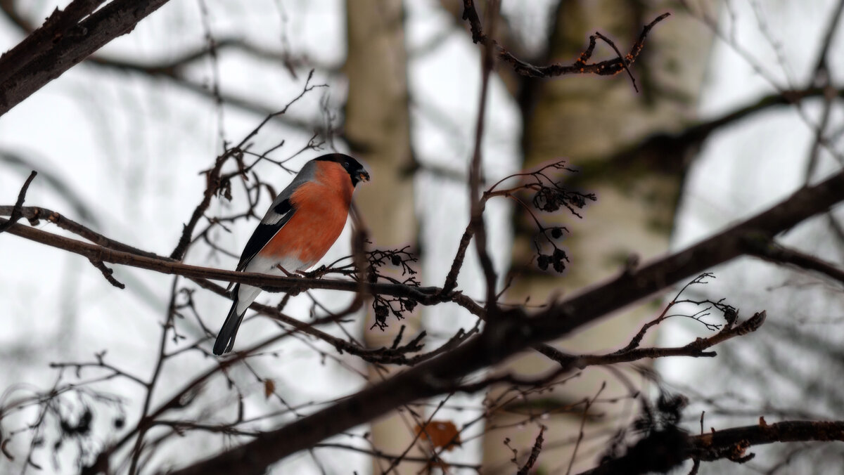 Обед - sorovey Sol