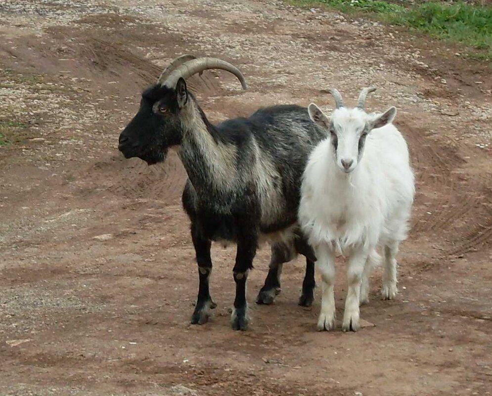 Домашние козы - Сергей Фомин 