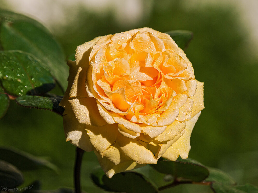 Ароматная пышная Беатрис - одна из немногих срезочных роз Остина - Николай Зиновьев Ароматная пышная Беатрис - одна из немногих срезочных роз Остина - Николай Зиновьев