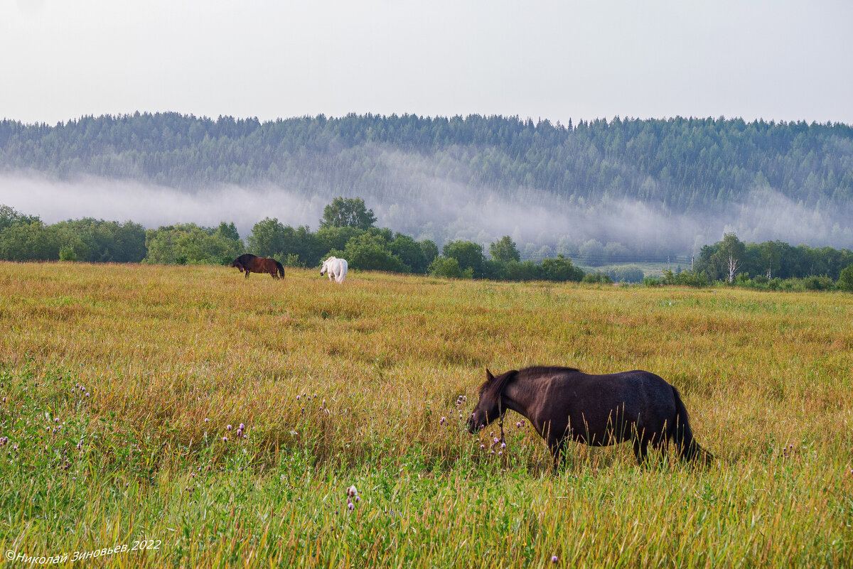 Лошадки ранним утром с видом на высокий таежный берег-гряду реки Ухта, туманчик над рекой (Коми) - Николай Зиновьев Лошадки ранним утром с видом на высокий таежный берег-гряду реки Ухта, туманчик над рекой (Коми) - Николай Зиновьев