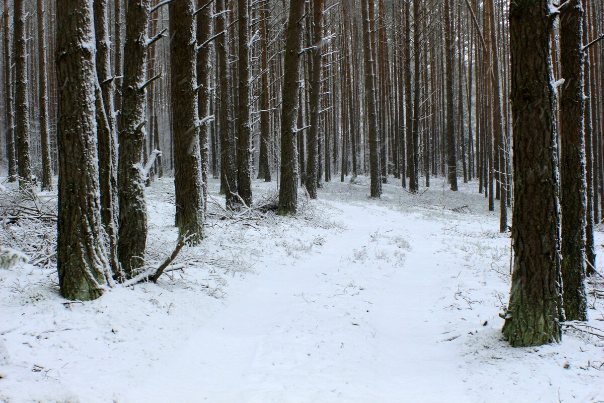 Замело тропинки - Юрий. Шмаков Замело тропинки - Юрий. Шмаков