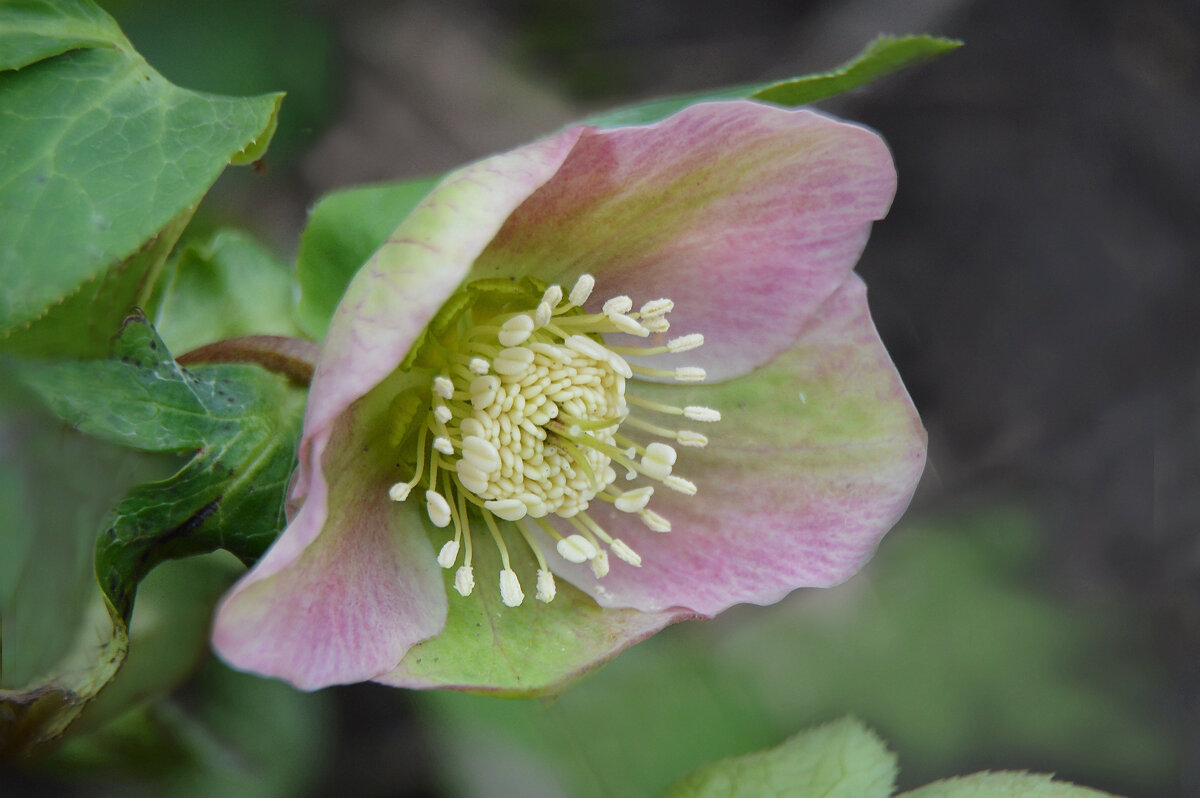 Морозник - Надежда Куркина 