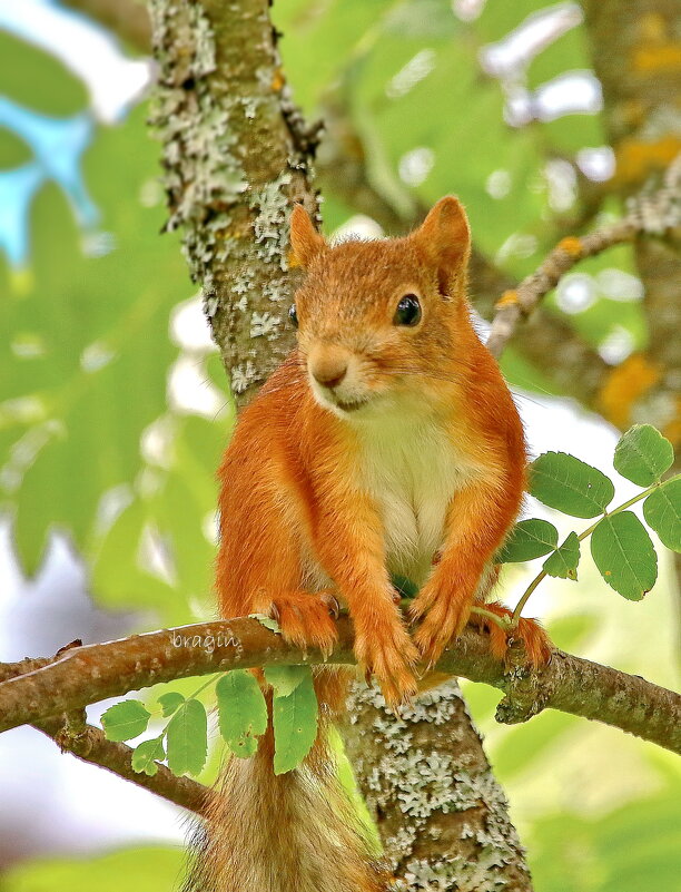 мелюзга.... - Andrey Bragin 