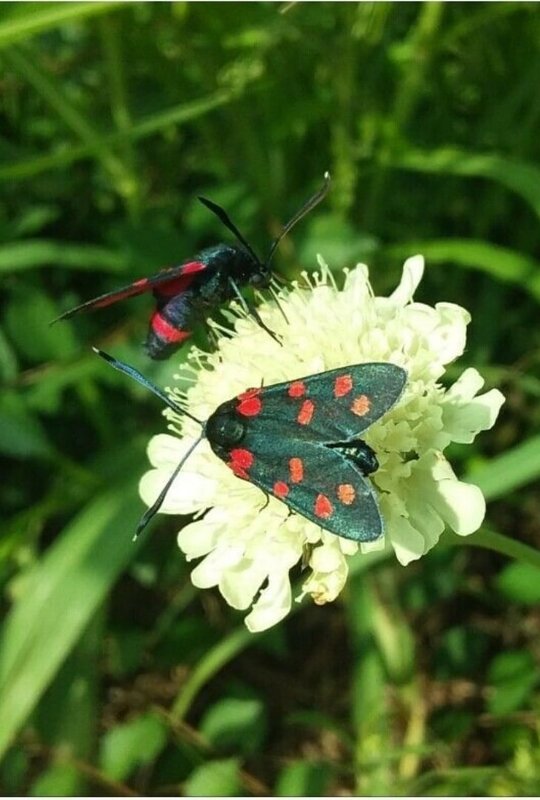 Жучки разного вида - Слава Коломойцев