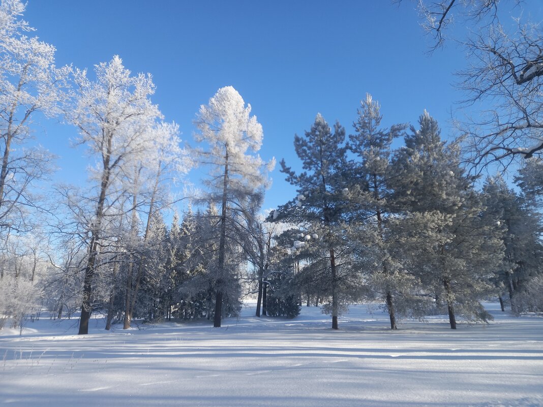 Зима - Сапсан 