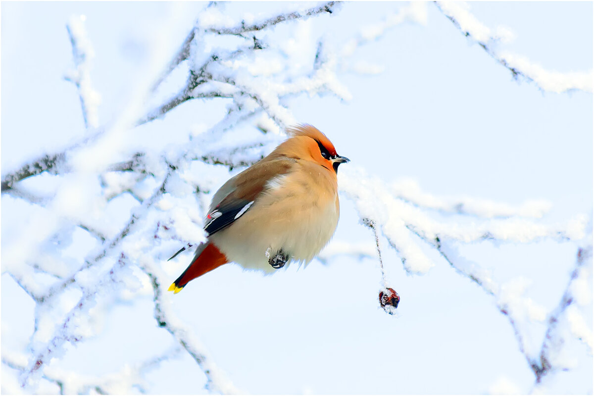 Свиристель - Валентин Котляров