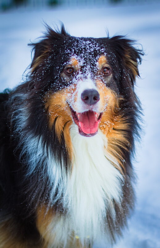 "Фантом", снежный пес - Артём Евтюхов