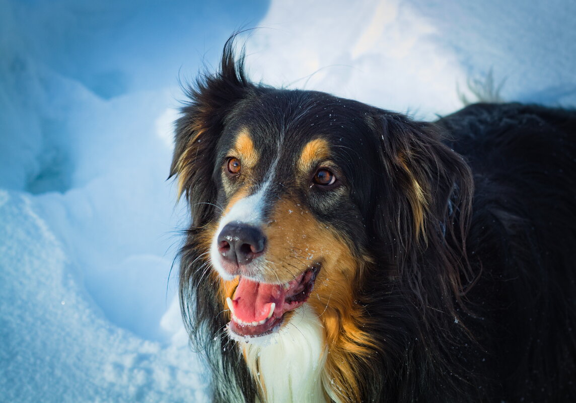 и пес, и мороз, и солнце... - Артём Евтюхов