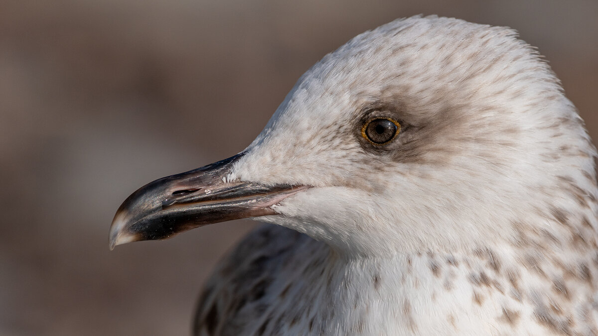 Портрет на морском берегу - Владимир Лазарев Портрет на морском берегу - Владимир Лазарев
