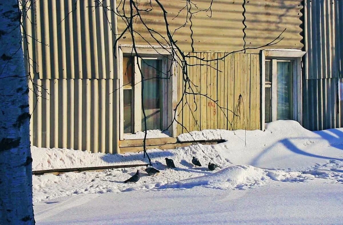 Февраль..Птичья столовая под  окном! - Владимир 