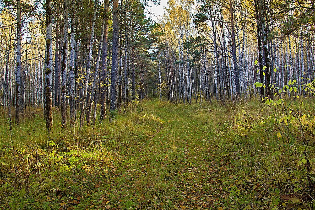 Осенний лес - Владимир Кириченко