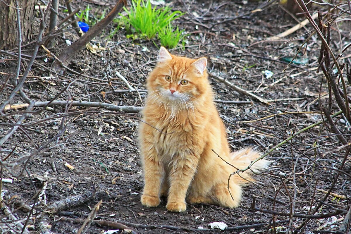 Котик - Александр Щеклеин