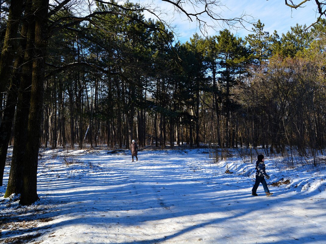 Ростов-на-Дону. На развилке дорог Соснового бора в феврале. - Пётр Чернега