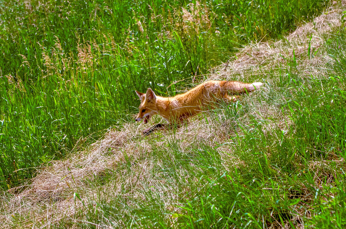 Рыжая лисичка. - Михаил Курзанцев