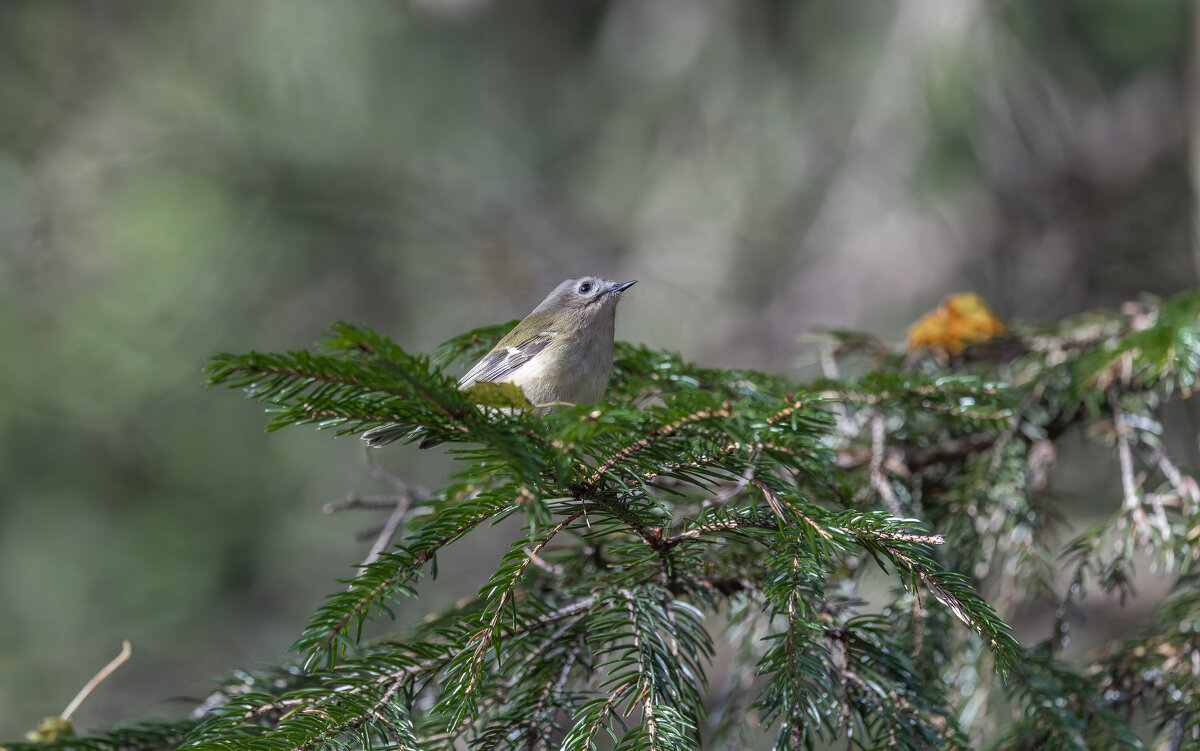 желтоголовый королек - юрий макаров