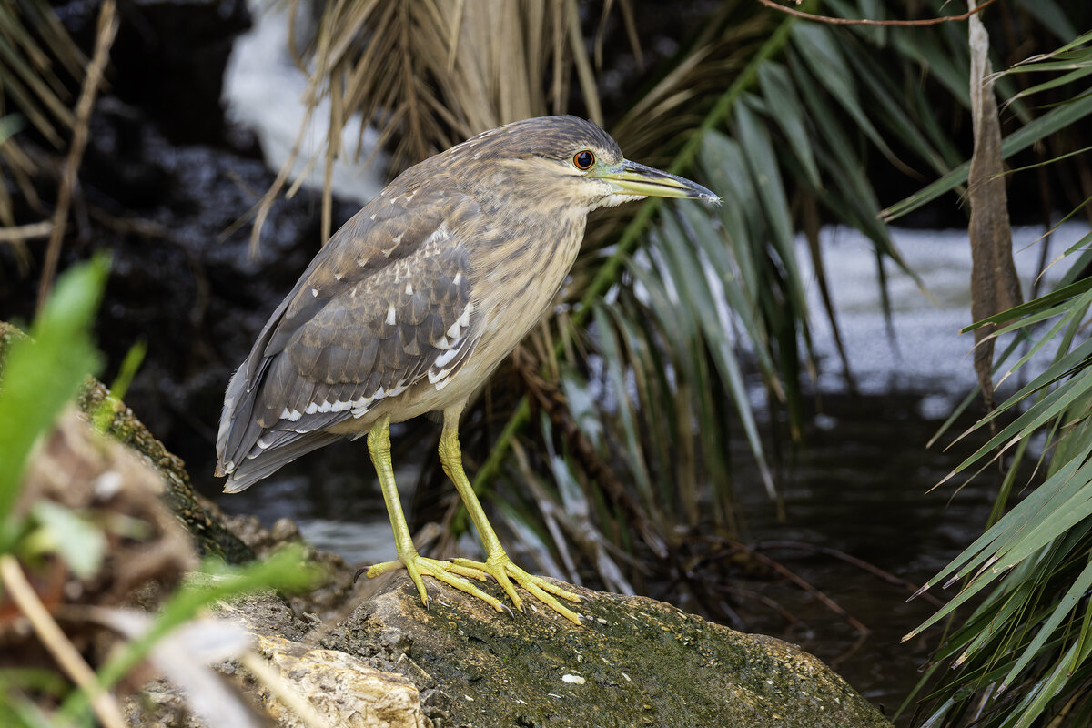 Кваква. - Alexander Amromin