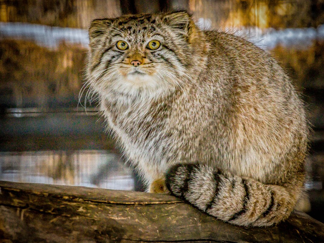 МАНУЛ - Аркадий Лаптенко