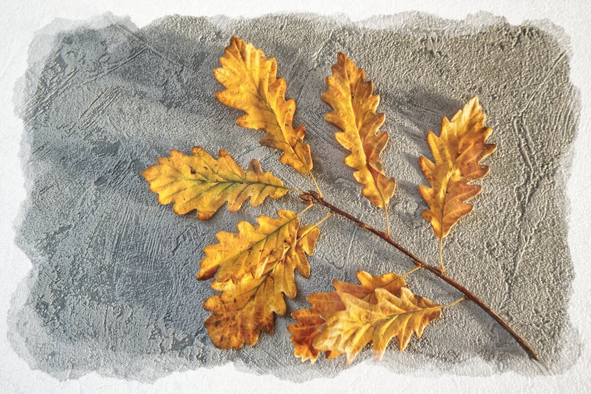 (°-°) - Jakob Dick