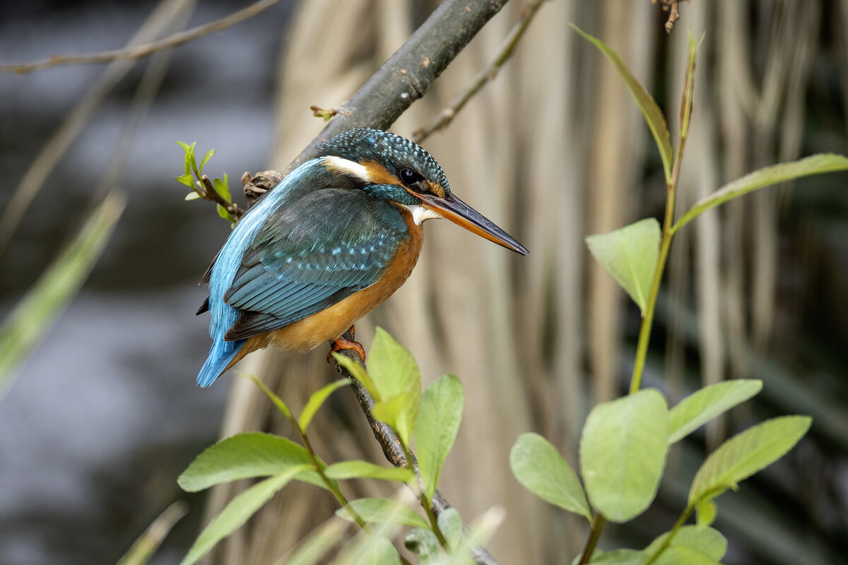 Зимородок. - Alexander Amromin