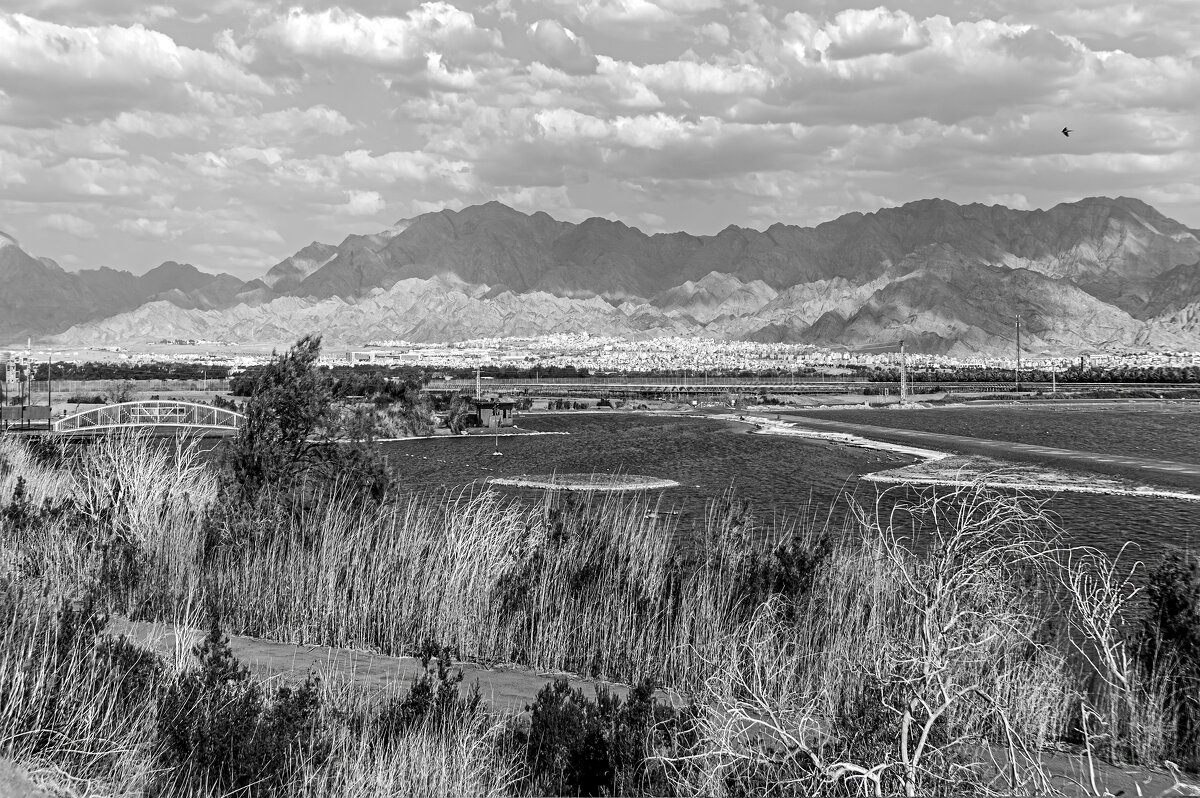 Птица - Eugene *