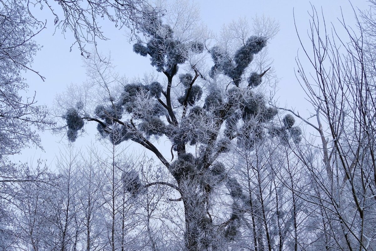 Морозное дыхание зимы - Рита Симонова
