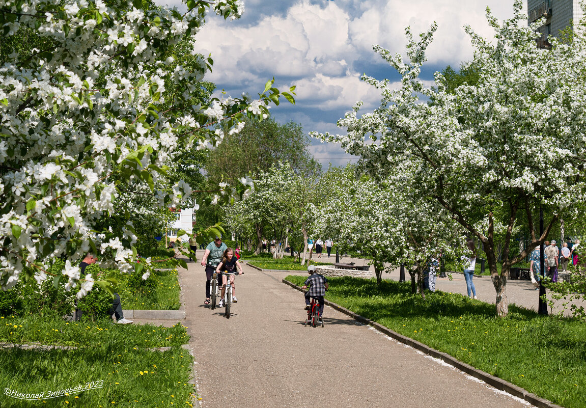 Цветение мелкоплодных северных яблонь в Ухте в июне. Это чудо для Крайнего Севера! - Николай Зиновьев Цветение мелкоплодных северных яблонь в Ухте в июне. Это чудо для Крайнего Севера! - Николай Зиновьев
